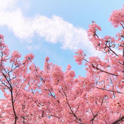 丛林小猪PigsinTrees手游下载
